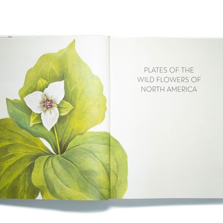 Wild Flowers of North America