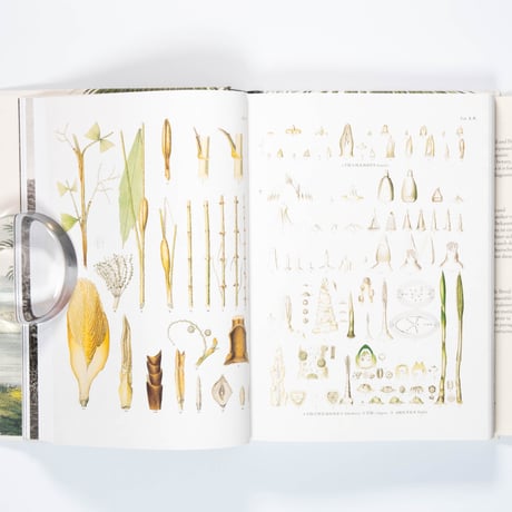 Martius. The Book of Palms. 45th Ed.