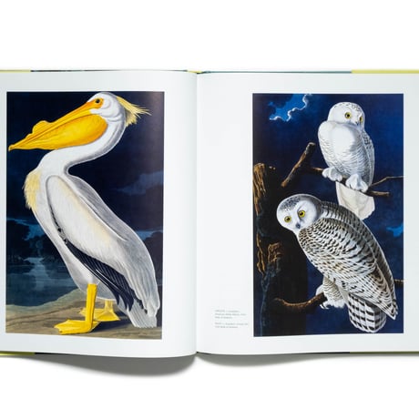 Birds: Ornithology & the Great Bird Artists