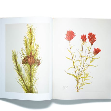 Wild Flowers of North America