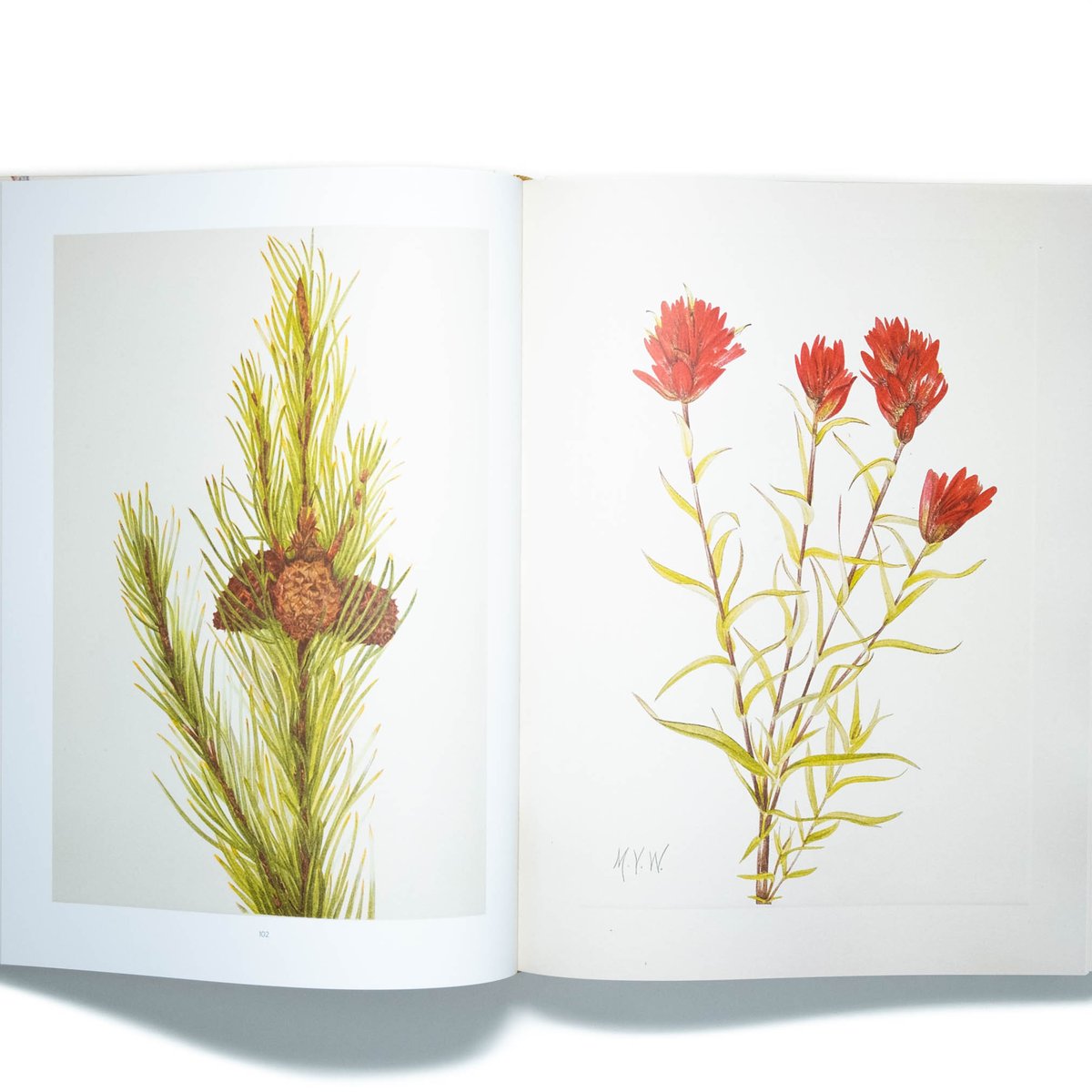 Wild Flowers of North America | Art Book Iskusstvo