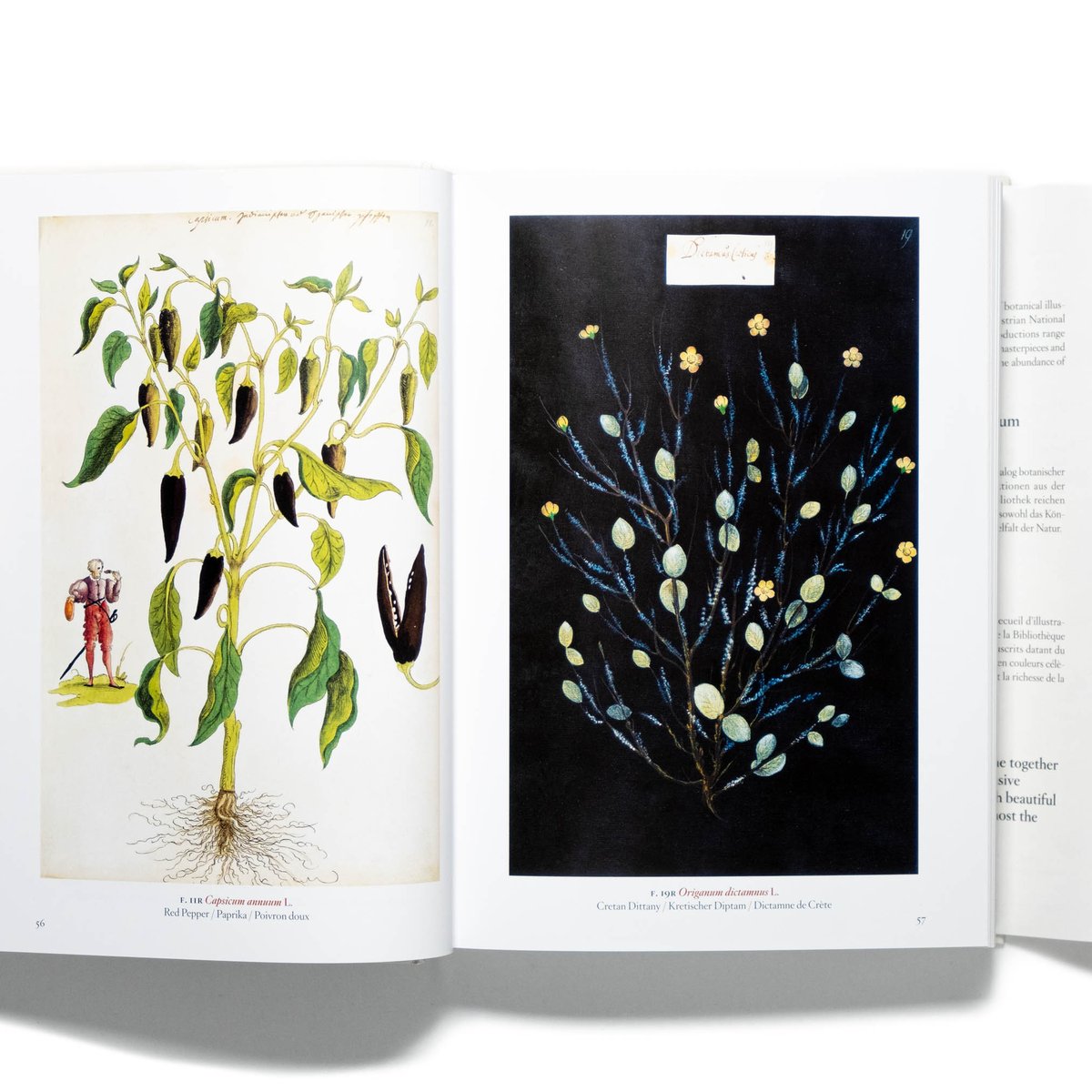 A Garden Eden: Masterpieces of Botanical Illustration: Lack