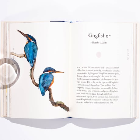 The Book of Birds : A Field Guide to Wonder and Loss