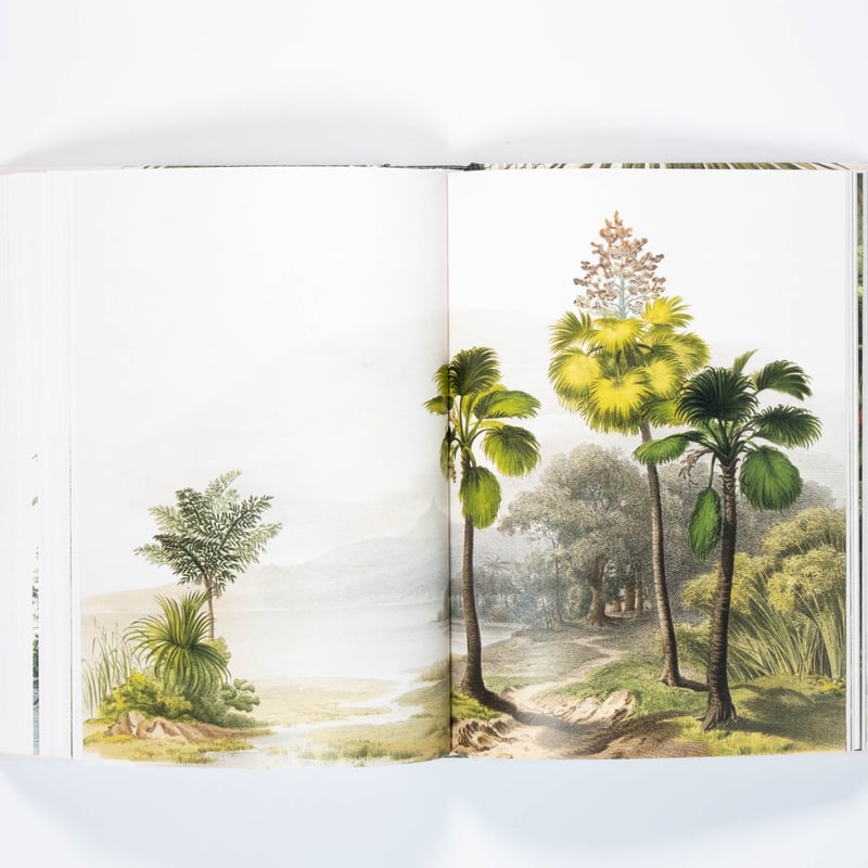 Martius. The Book of Palms. 45th Ed. | Art Book