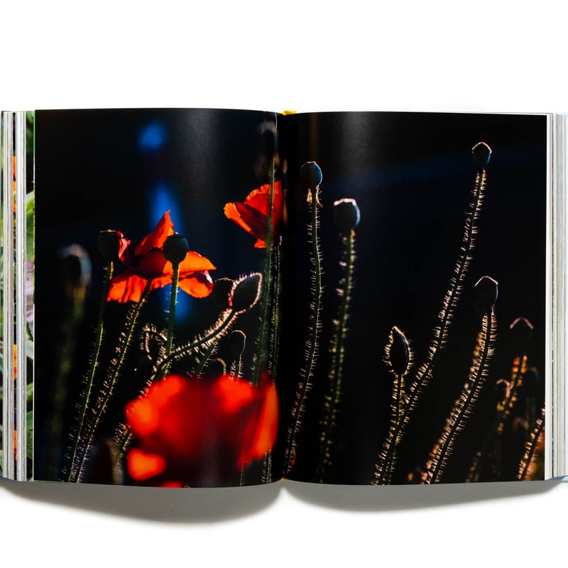 Super Bloom: A Field Guide to Flowers for Every