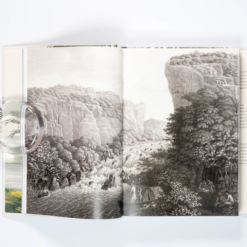 【入手困難！美品】THE BOOK OF PALMS Martius. The Book of Palms. 45th Ed. | Art Book