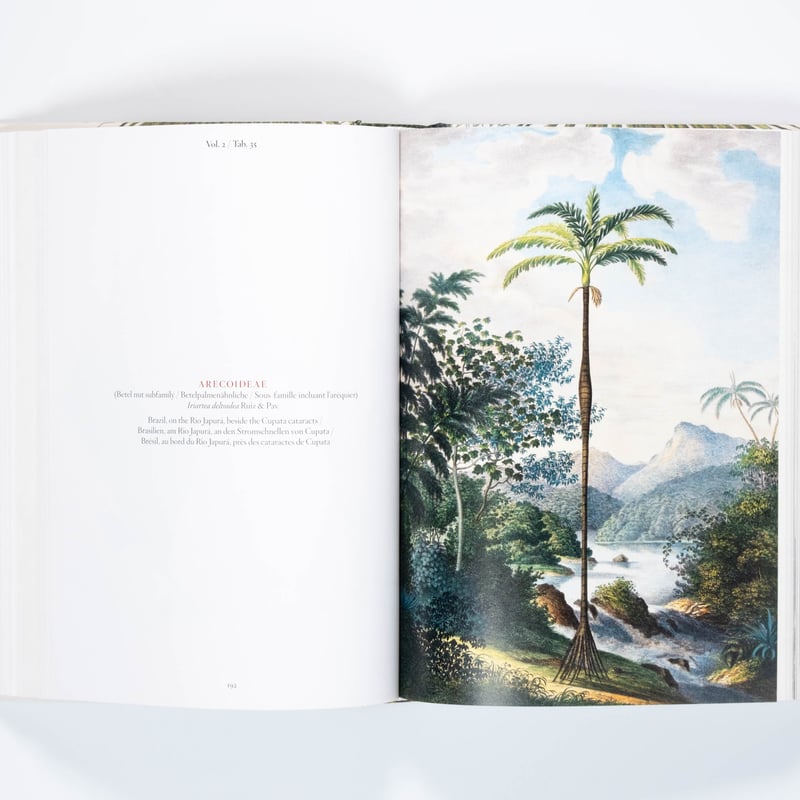 Martius. The Book of Palms. 45th Ed. | Art Book