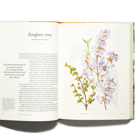 Remarkable Trees