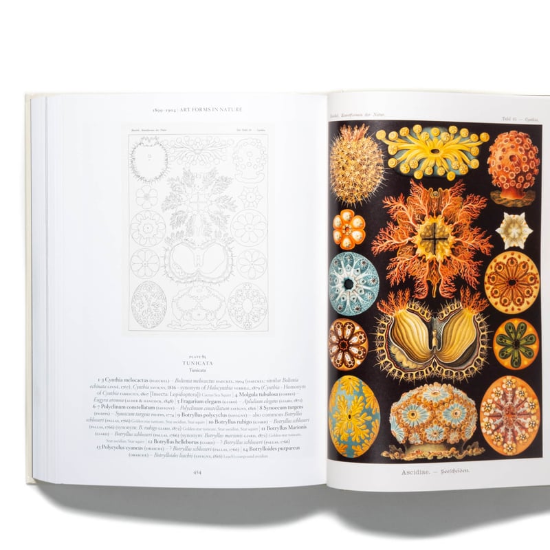 【新品】Ernst Haeckel / Taschen エルンスト・ヘッケル Amazon.co.jp: 洋書 The Art and Science of Ernst Haeckel