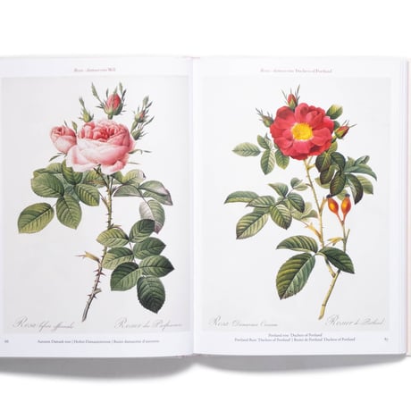 Redouté. Roses