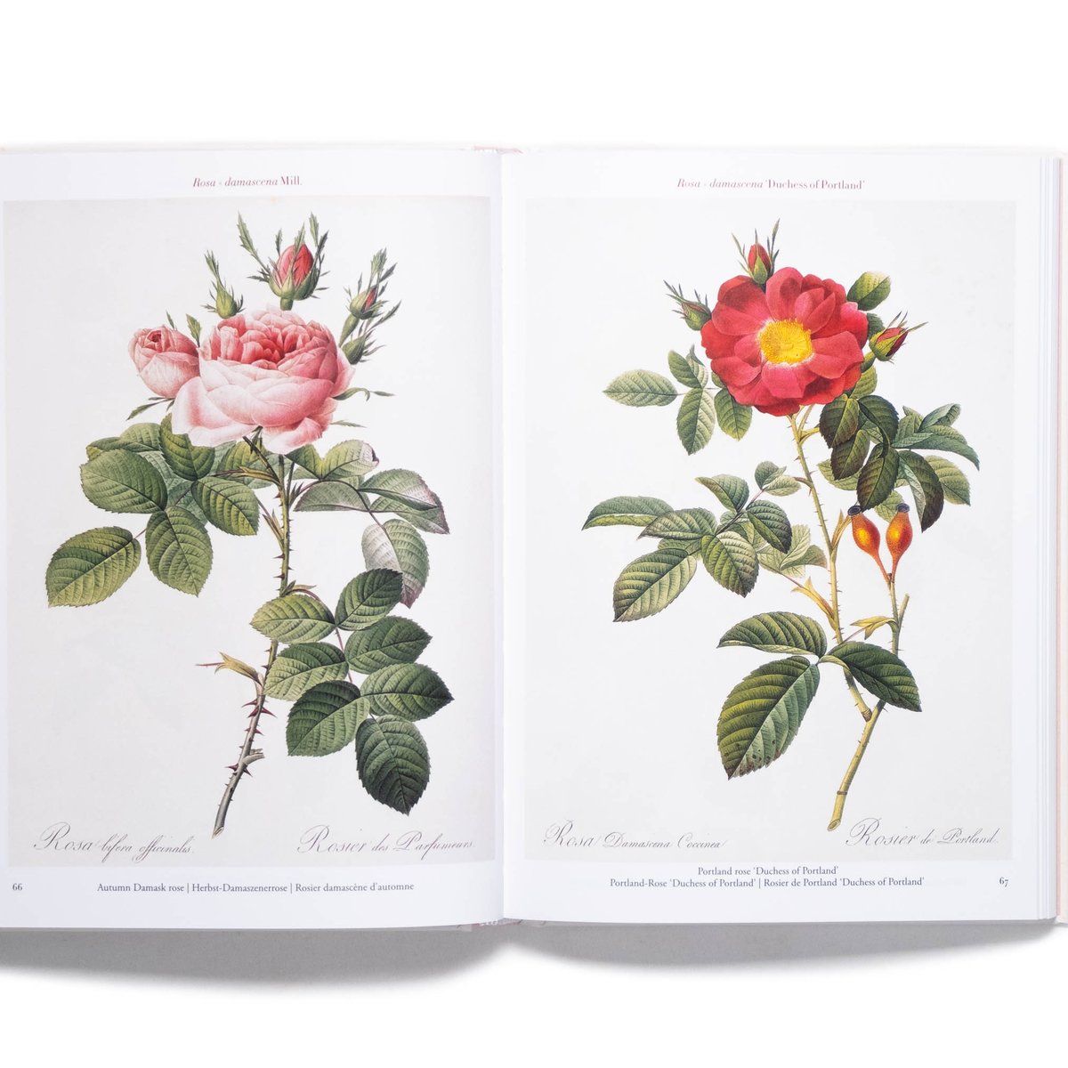 期間限定価格　美品洋書　REDOUTEルドゥーテ画集　ローズ　ボタニカルアート Redouté. Roses | Art Book Iskusstvo