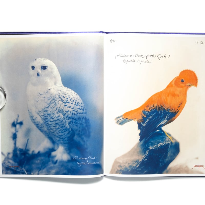 Pictorial Zoology　Laszlo Layton 　限定1000部 Pictorial Zoology Laszlo Layton 限定1000部