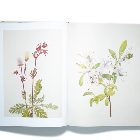 Wild Flowers of North America