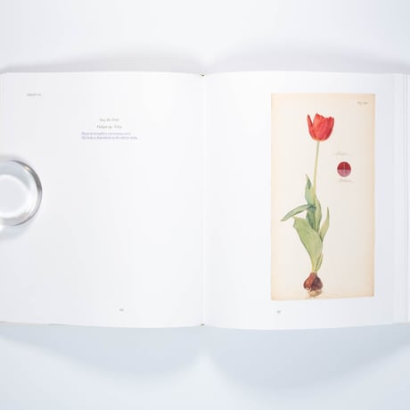 Hilma af Klint: What Stands Behind the Flowers