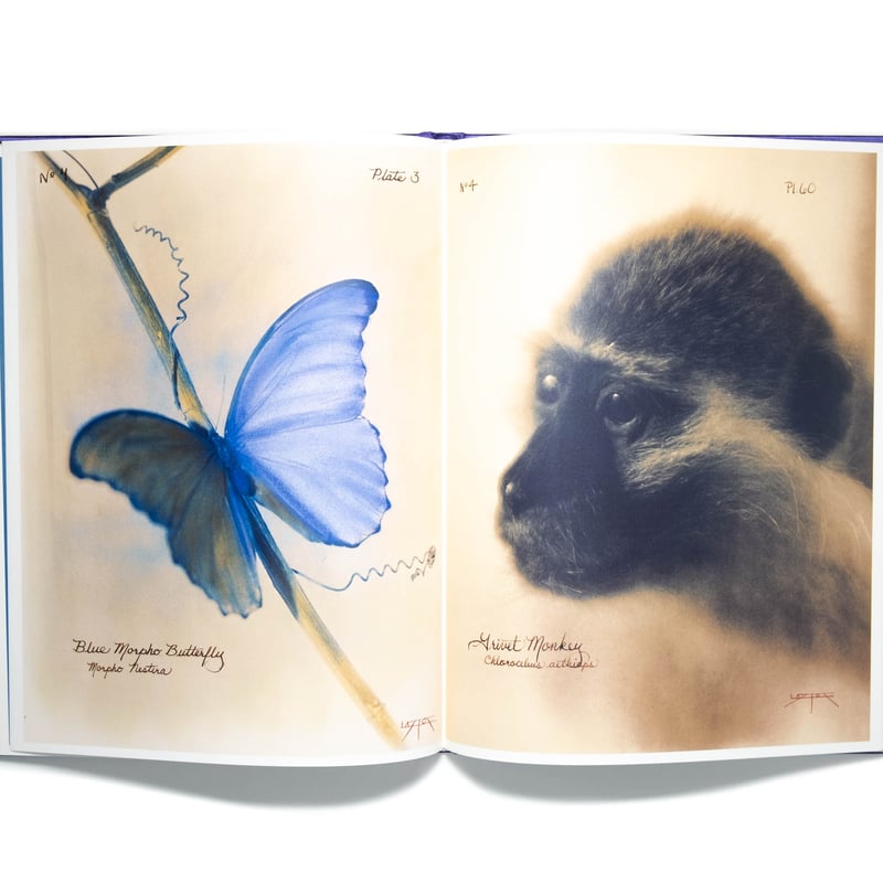 Pictorial Zoology　Laszlo Layton 　限定1000部 Pictorial Zoology Laszlo Layton 限定1000部