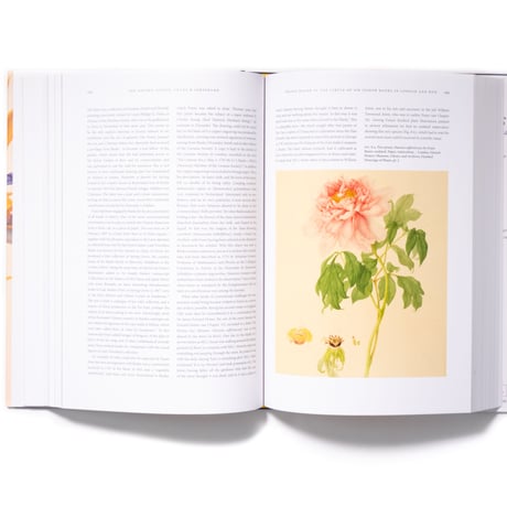 The Bauers Joseph, Franz & Ferdinand : Masters of Botanical Illustration
