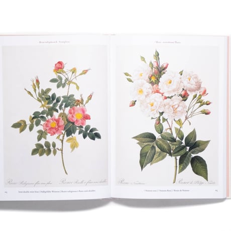 Redouté. Roses