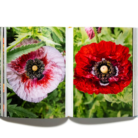 Super Bloom: A Field Guide to Flowers for Every Gardener