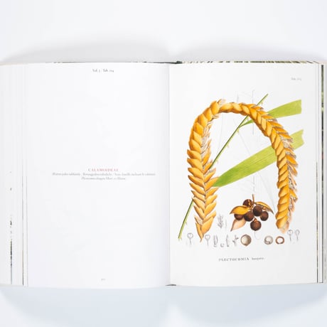 Martius. The Book of Palms. 45th Ed.