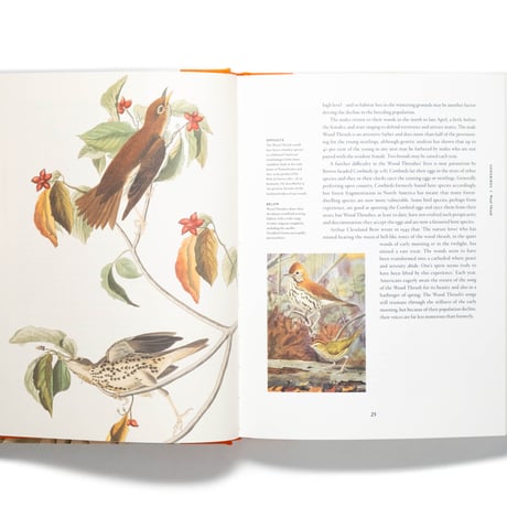 Remarkable Birds