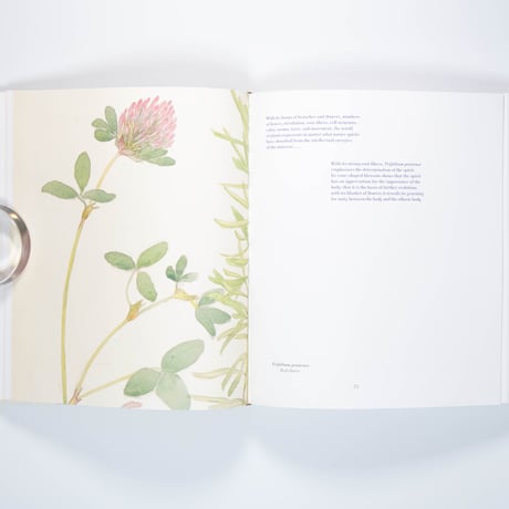 Hilma af Klint: What Stands Behind the Flowers