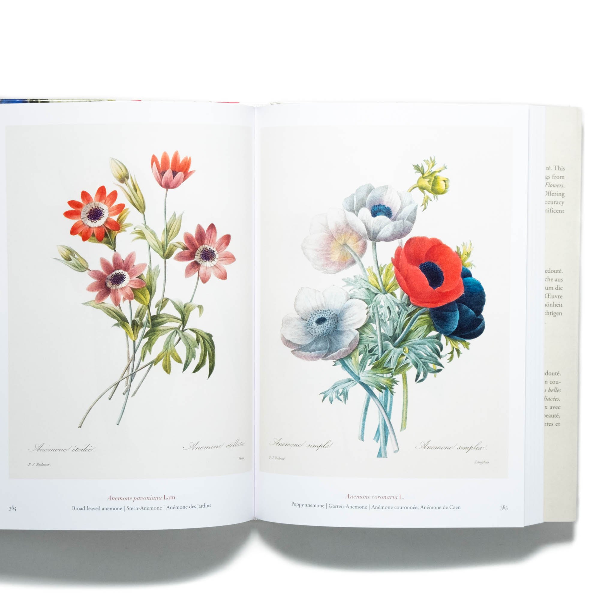Redouté: The Book of Flowers. 40th Ed. | Art Bo