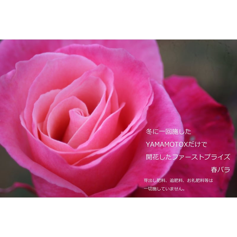 UMB等バラ売り。 YAMAMOTO-X (元肥専用肥料)10キログラム元バラ園公園長が自ら開発した