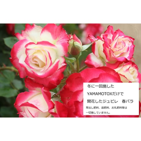 YAMAMOTO-X (元肥専用肥料)1,750グラム　元バラ園公園長が自ら開発した究極肥料