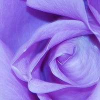 こっこっこんなに切っちゃうの!!?        　　　　プロが見せます。本格冬剪定　 大輪種　樹齢5年以上のバラ対象です。この切り方がバラを咲かせる切り方です。
