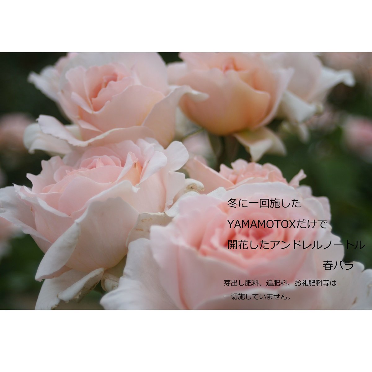 YAMAMOTO-X (元肥専用肥料)700グラム 元バラ園公園長が自ら開発した