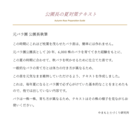 公園長の夏対策テキスト付　ルミエルシリーズ 太陽っ子バラ苗　バラ苗は2026年8月6日(木)撮影　このバラをお届けいたします。マイガーデン