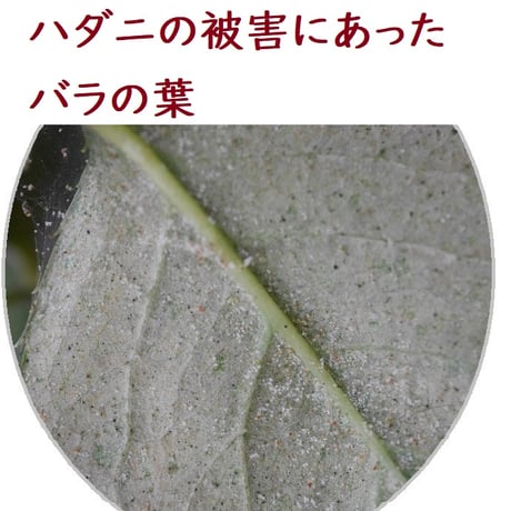 プロが教える。ハダニを駆除する農薬 。　 一般的な殺虫剤ではハダニは駆除できません。