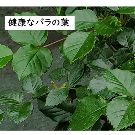 プロが教える。ハダニを駆除する農薬 。　 一般的な殺虫剤ではハダニは駆除できません。