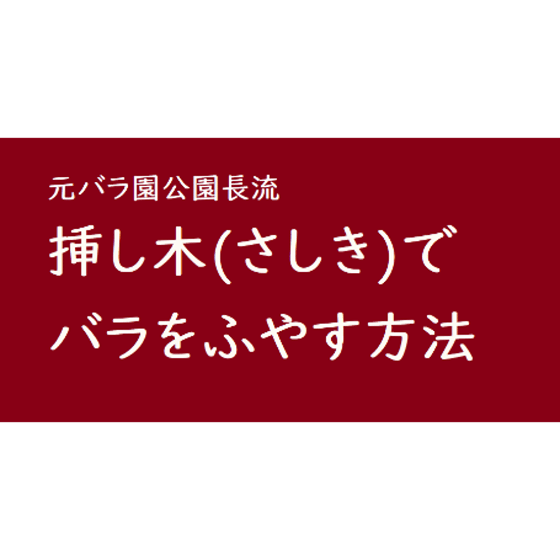 元バラ園公園長流 挿し木でバラをふやす方法 | やまもと土づくり