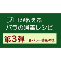 プロが教えるバラ消毒レシピ第3弾。　　　　春バラ真っ盛りの時期がひと段落したころ(一番花が終わった後)に、 撒くと効果を発揮する消毒レシピです。