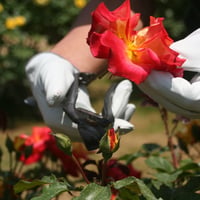 教えます。プロが実施してきた　木バラの花摘みの仕方。        こちらの商品はテキストとなります。 詳しくはこの画面をクリック