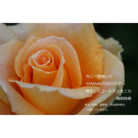 YAMAMOTO-X (元肥専用肥料)700グラム　元バラ園公園長が自ら開発した究極肥料