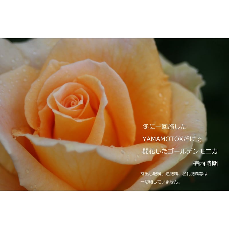 YAMAMOTO-X (元肥専用肥料)700グラム 元バラ園公園長が自ら開発した