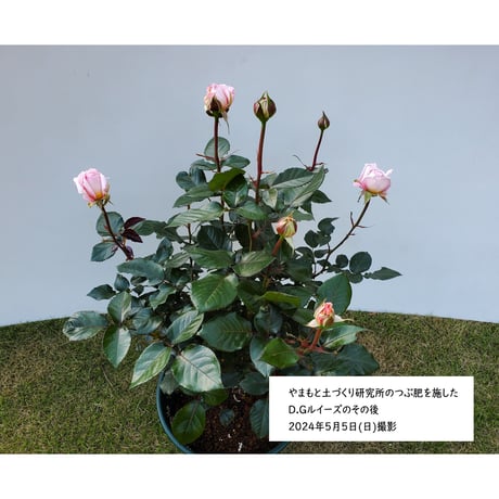やまもと土づくり研究所のつぶ肥  800g　エコパッケージ