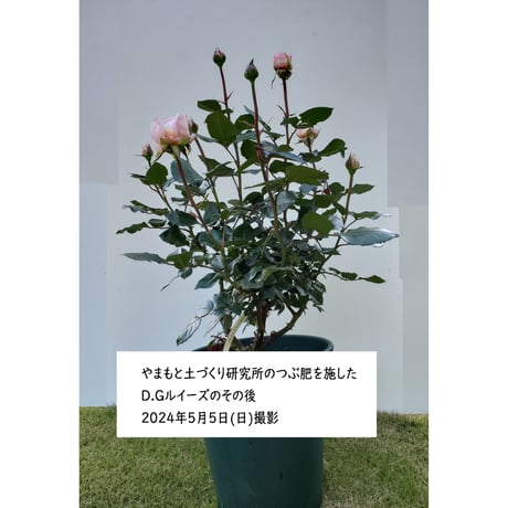 やまもと土づくり研究所のつぶ肥  800g　エコパッケージ