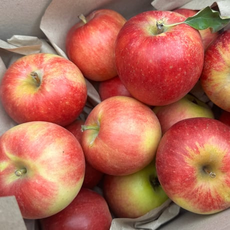 【予約販売】【8月中旬頃〜お届け】【子供も大好き】【パリッとジューシー】夏あかり 約1〜10kg  (3〜46玉) 【贈答レベル家庭用】【本州送料無料・クール便 】