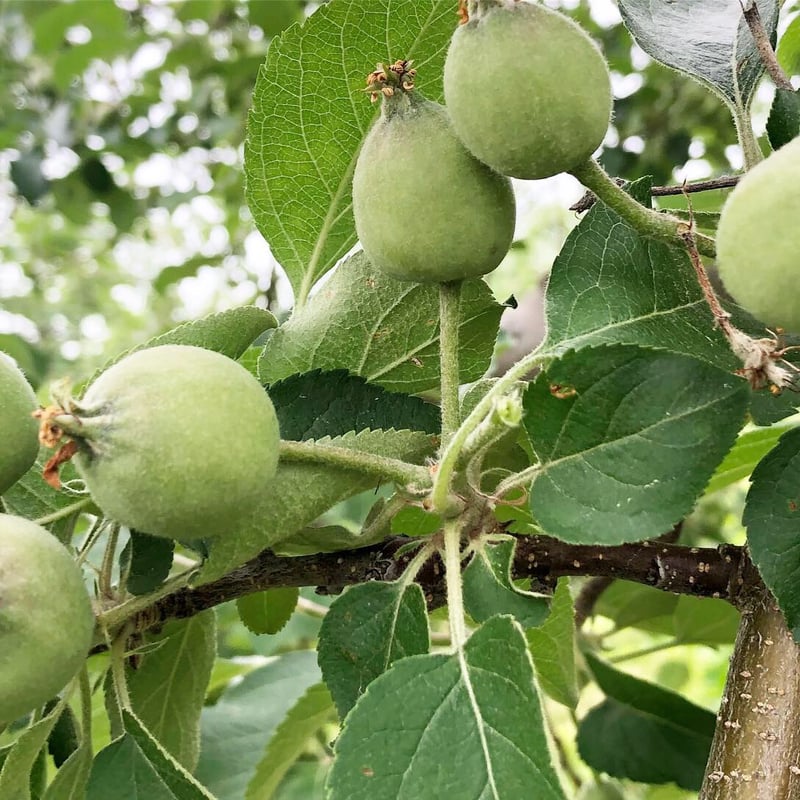 大好評により〆切延長】【林檎の木オーナー】
