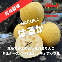 【まるで香水】【まるかじり専用小玉】【ミルキースイート】【ハンディアップル】長期熟成 はるか 約1〜4.5kg  (5〜25玉) 【本州送料無料 】