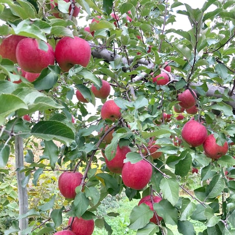 新春【蜜と密に】【1月中旬〜下旬 順次発送】【園主厳選】信州伝統完熟サンふじ  1〜4.5kg箱
