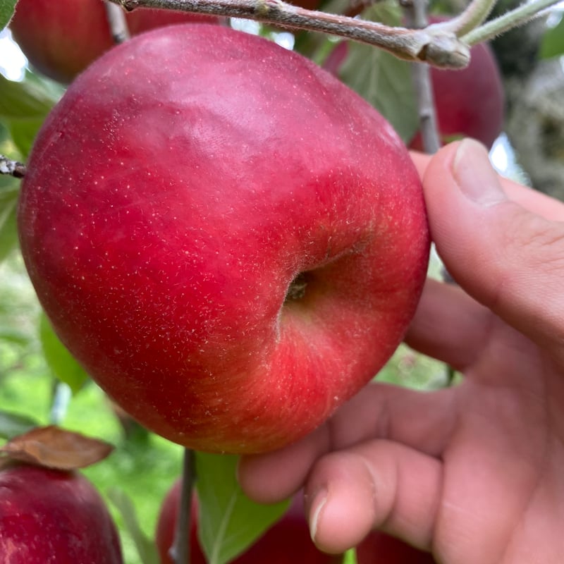 りんごページ りんご 【ひかりグループ】 小玉リンゴ 毎日ちびリンゴ ミニ