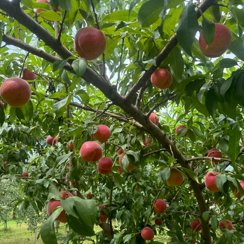 予約販売】【8月中旬以降発送】【新食感】【コリッジュワッ】【桃