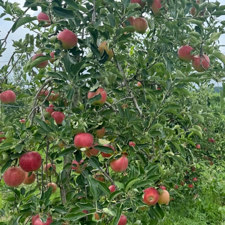 【予約販売】【8月中旬頃〜お届け】【子供も大好き】【パリッとジューシー】夏あかり 約1〜10kg  (3〜46玉) 【贈答レベル家庭用】【本州送料無料・クール便 】