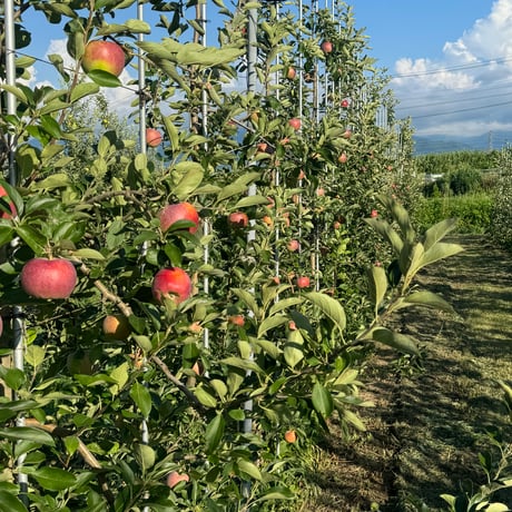 【予約販売】【8月中旬頃〜お届け】【子供も大好き】【パリッとジューシー】夏あかり 約1〜10kg  (3〜46玉) 【贈答レベル家庭用】【本州送料無料・クール便 】