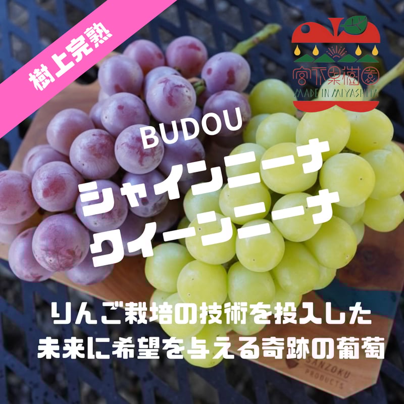 予約販売】【10月下旬以降～発送】【信州プレミアム】【シャインニーナ