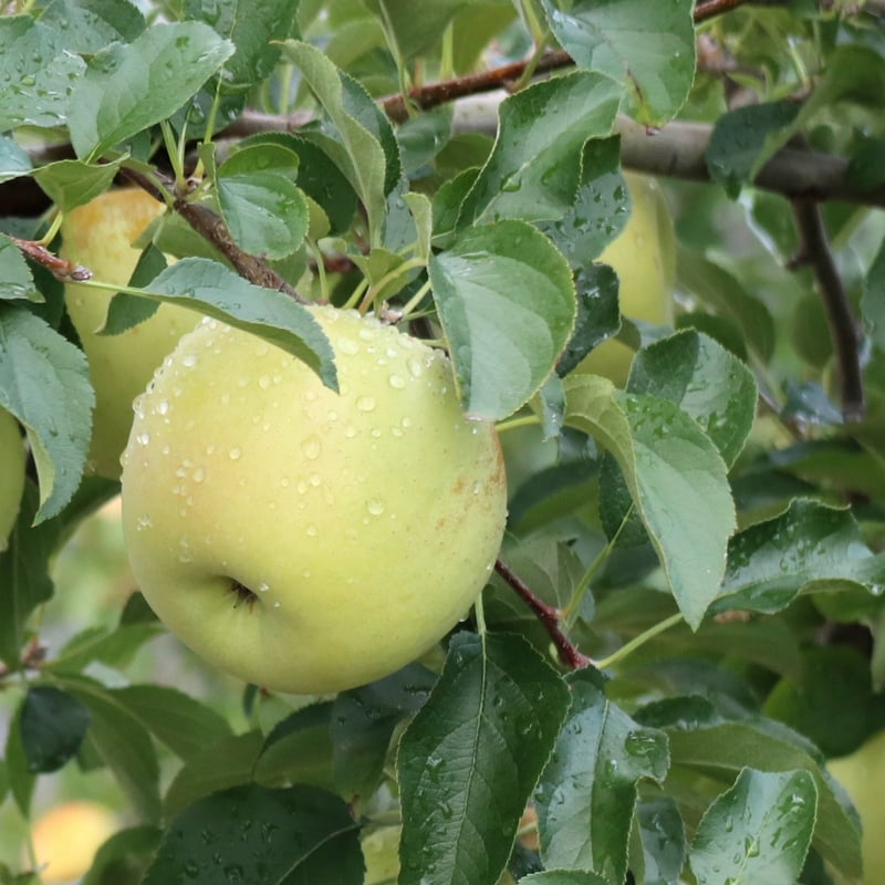 マツコの知らない世界】【11月下旬〜から順次発送】【ジューシーすぎる